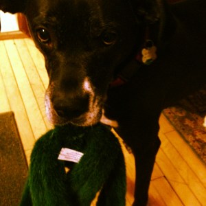 "Please play with me!"