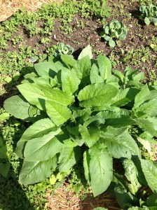 Mullion - a hard to kill weed