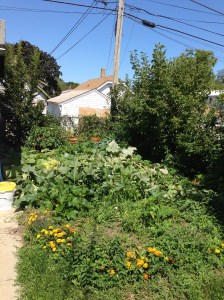 My giant garden and all it's weeds
