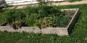 Our almost weed-free raised bed.