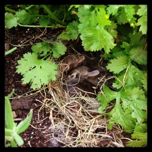 Cute sleepy baby bunnies.