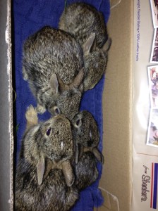 Bunnie rescue box