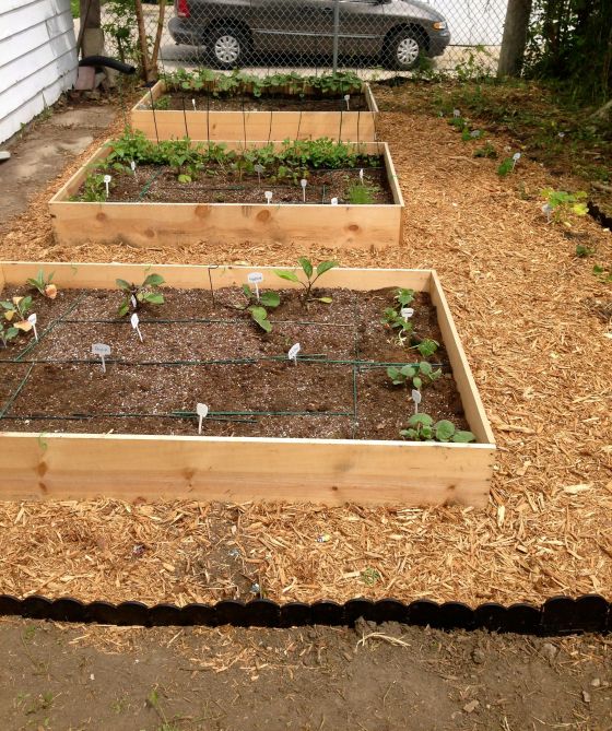 New garden beds, with mulch surrounding them, and a row of vining melons and squashes along the side.