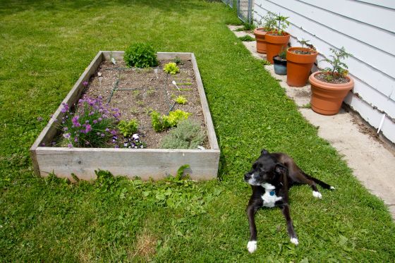 Original garden box, with tomato and pepper seedlings, herbs, lettuce and violas. Tomato and pepper pots along the garage. And a happy dog in a her favorite sunny spot